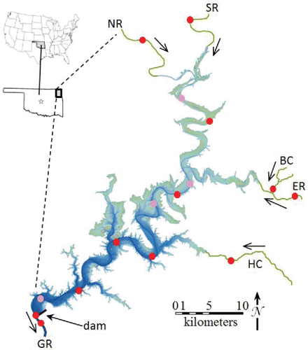 Figure 1 Grand Lake and its general location in Oklahoma and the United States. Arrows indicate direction of water flow from major tributaries Neosho River (NR), Spring River (SR), and Elk River (ER) and minor tributaries Buffalo Creek (BC) and Honey Creek (HC) through the reservoir and into Grand River (GR). Circles indicate locations where vertical profiles of temperature, specific conductance, and dissolved oxygen were collected. Red circles indicate where water samples were collected in addition to vertical profiles.