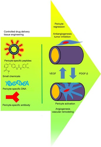 Figure 1 Graphical illustration of pericytes’ recruitment and their potential targeting delivery.Notes: Pericytes are regressed or activated depending on the up- and downregulation of VEGF and PDGF-β mainly. Targeting tools of pericytes are diverse as a form of peptides, small chemical molecules, DNA, and antibody, exploiting overexpressed marker on the pericyte cellular membrane or blocking the pathway of PDGFR-β+ under tumor microenvironment.Abbreviations: PDGF-β, platelet-derived growth factor β; PDGFR-β+, platelet-derived growth factor receptor β-positive; VEGF, vascular endothelial growth factor.