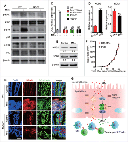 Figure 6. T-MPs within IECs activate NOD2 signaling for CCL2 production. (A) Phosphorylation of ERK, p38, and JNK in CD45− IECs from WT and NOD2−/− mice one hour after H22-MPs i.g. treatment was detected by Western blot. Data are representative of three independent experiments. (B) One hour after H22-MPs i.g. treatment, the ileum tissues from WT and NOD2−/− mice were removed for frozen sections and immunofluorescent staining. Scale bars, 20 μm. Data are representative of three independent experiments. (C) One hour after H22-MPs i.g. treatment, the expression of CCL2 in ileac IECs from mice of WT, NOD2−/−, pretreatment with ERK inhibitor SCH772984 (50mg/kg, i.p.) and p38 inhibitor SB203580 (20 μM, p.o.) for one week, or pre-treatment with NF-κB inhibitor JSH-23 (120 μg per day, p.o.) for one week, was measured by qPCR (n = 3 per group). Error bars represent mean ± SEM; ***p < 0.001. (D, E) The expression of NOD2 and NOD1 in ileac IECs one hour after H22-MPs i.g. treatment was measured by qPCR (n = 3 per group). Error bars represent mean ± SEM; ***p < 0.001, H22-MPs group compared with PBS control group (D). The protein levels were evaluated by Western blot and the relative intensity was further analyzed. Data are representative of three independent experiments (E). (F) NOD2−/− mice were immunized i.g. with B16-MPs or PBS on days -13, -11, and -7, followed by s.c. injection with 1×105 B16 tumor cells on day 0 (n = 6 per group). Tumor volumes were measured and calculated. Error bars represent mean ± SEM.