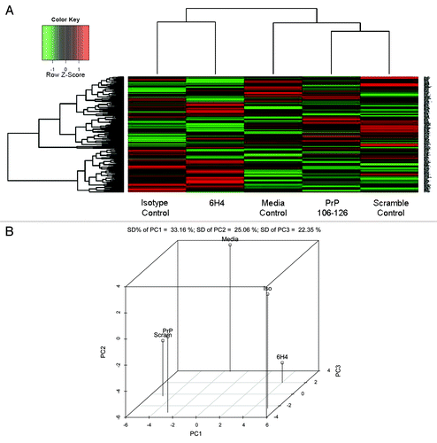 Figure 3. Phosphorylation Heat Map and Clustering. (A) The background-corrected raw data collected from the peptide arrays were VSN-transformed, and a heatmap/clustering of the data was produced using the Complete Linkage + Euclidian Distance method. The lines at the top of the heatmap indicate the relative similarity between the stimulants indicated at the bottom of the heatmap. The shorter the lines, the more similar the two connected stimulants. The lines on the left side of the heatmap indicate the relative similarity in signal between the 300 individual peptides on the array. The colored lines indicate the relative degree of phosphorylation of each peptide from strongly phosphorylated (red) to non-phosphorylated (green) as indicated by a Z-score. (B) Shown here is the 3D Principal Component Analysis of the five treatments. Relative distance on the three axes indicates level of similarity or difference among the treatments. PrP refers to PrP 106-126 peptide. Scram refers to scramble control peptide. 6H4 refers to the PrP-specific antibody. Iso refers to the IgG1 isotype control antibody. Media refers to media control.