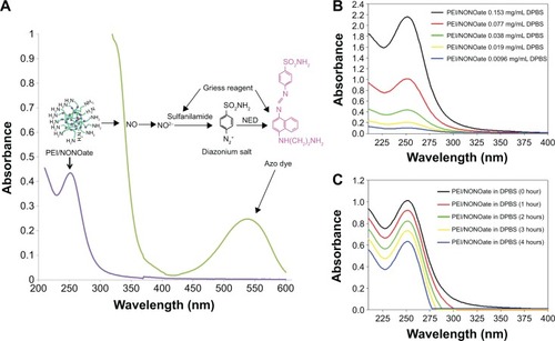 Figure 3 Characterization of PEI/NONOate by UV-Vis spectra.Notes: (A) UV-Vis absorption of PEI/NONOate (violet line), PEI/NONOate with Griess reagent (green line). (B) UV-Vis spectra of PEI/NONOate in different concentrations. (C) UV-Vis spectra of PEI/NONOate in DPBS at 37°C at different times.Abbreviations: NED, N-1-naphthylethylenediamine; UV-Vis, ultraviolet-visible; PEI, polyethylenimine; DPBS, Dulbecco’s phosphate-buffered saline; NONOate, diazeniumdiolate.