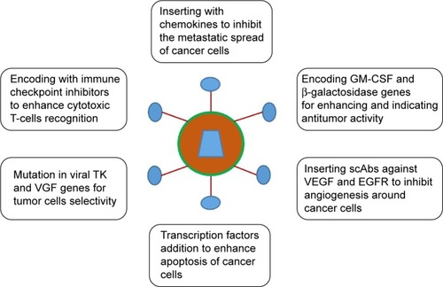 Figure 3 Vaccinia virus armed with transgenes for cancer therapy.Notes: Insertion and deletion in the genome of the vaccinia virus makes it suitable for antitumor activity. Disruption of the viral thymidine kinase and deletion of vaccinia growth factor genes favors viral replication in cancer cells. Similarly, the virus can be equipped with various transgenes for specific activities that enhance the destruction of cancer cells.Abbreviation: scAbs, single-chain antibodies.