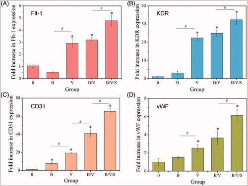 Figure 9. The effect of released rhBMP-2, rhVEGF165 and 26SCS on the angiogenic-related relative gene expression of HUVECs, *p < .05 is significant difference to the corresponding 0 group; #p < .05 denote significant difference between the designated groups.