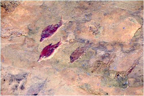 Figure 10. Shaded polychrome fish at Likholong ha Piti on a tributary of the Senqu in southern Lesotho (see also Hobart and Smits, Citation2002; Hobart, Citation2003).Image and enhancement by authors.