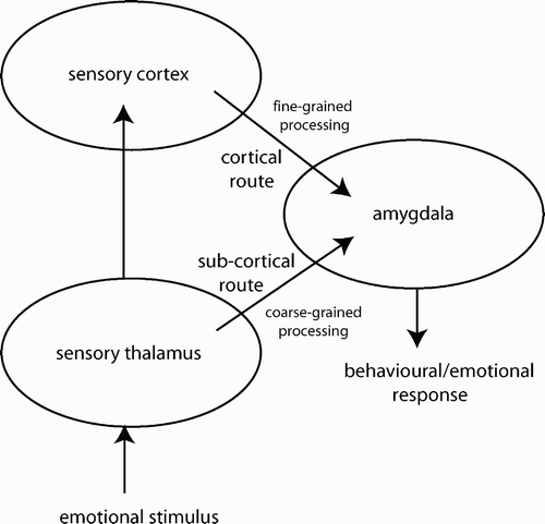 Figure 1. Dual-route pathway for sub-cortical and cortical stimulus processing convergence on the amygdala.