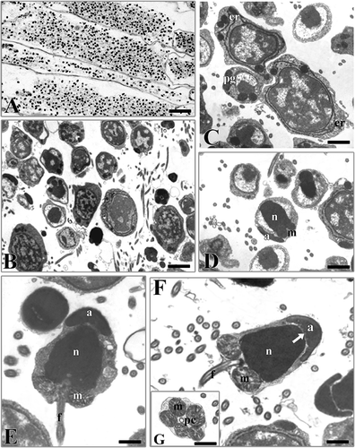 Figure 1. Hydroides dianthus. A, section showing segments full of male germinal cells. B, male germinal cells in various phases of maturation. C, early spermatids. er, endoplasmic reticulum; pg, proacrosomal granules. D, late spermatid. n, nucleus; a, acrosome; m, mitochondria. E, spermatozoon in the last phases of the spermioistogenesis. n, nucleus; a, acrosome; m, mitochondria; f, flagellum. F, spermatozoon. Note the indentations (arrow) in the lower part of the acrosome (a). n, nucleus; m, mitochondria; f, flagellum. G, section at the level of the proximal centriole (pc). m, mitochondria. Scale bars: A, 25 μm. B, 3 μm. C,D, 1 μm. E,F, 0.9 μm. G, 1.5 μm.