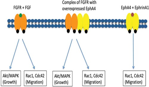 Figure 2. Different mechanisms of the downstream effects of EphA4. Both form a complex with FGFR1 and binding of a ligand, EphrinA1 can induce downstream tumorigenic effects (Adjusted from [Citation62]).