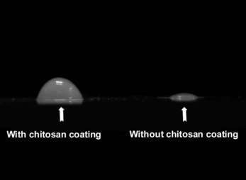 Figure 5 Optical micrographs of the microspheres on the glass slide: (left) microspheres with chitosan coating; (right) a microspheres without chitosan coating.