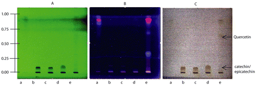 Figure 1.  Chromatograms obtained with different extracts of Acacia catechu. TLC synopsis: (A) UV lamp image at 254 nm; (B) Mercuric lamp image at 254 nm; and (C) White lamp image at 400- 800 nm. Five spots of five different extracts were made. Spot abbreviations are described below with their application volume:a = ethyl acetate extract 15 μL, b = methanol extract 15 μL, c = petroleum ether extract 15 μL, d = butanol extract 15 μL, e = chloroform extract 15 μL. Catechin/epicatechin is visible at Rf value of ∼ 0.15 and quercetin at 0.6-0.7.