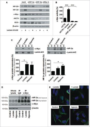 Figure 5. HIF-2α controls c-Myc activation by lactate in oxidative cancer cells. (A) HIF-2α, HIF-1α, c-Myc, ASCT2, GLS1 and β-actin expression was detected in HeLa cells that were either mock-transfected, transfected with siHIF-1α, siHIF-2α or siMyc-1 and treated ± 10 mM sodium lactate for 6-h. Immunoblots are representative of n = 3. (B) c-Myc activity was quantified using a dual reporter luciferase assay in HeLa cells transfected with siCTR or siHIF-2α and cultured for 6-h ± 10 mM sodium lactate (n = 4; ***P < 0.005). (C) Representative immunoblots show c-Myc (left) and HIF-2α (right) protein expression in the nuclear (N) and cytoplasmic (C) fractions of HeLa cells treated for 24-h ± 10 mM sodium lactate or ± hypoxia (1% O2). Graphs show protein expression in the nuclear fraction normalized by nuclear marker lamin A/C expression (n = 3; *p < 0.05). (D) HeLa cells were treated during 24-h ± 10 mM sodium lactate or ± hypoxia (1% O2). Representative immunoblots of n = 3 show HIF-2α and c-Myc expression in whole cell lysate, in control IgG immunoprecipitate (IP) and in the c-Myc immunoprecipitate. E, HIF-2α:c-Myc heterocomplexes were detected using a proximity ligation assay in HeLa cells after a 6-h treatment ± 10 mM sodium lactate or ± hypoxia (1% O2). Heterocomplexes appear as red dots in the representative pictures where cell nuclei are stained in blue (DAPI) and F-actin in green (phalloidin). Omission of the primary antibody against c-Myc was used as a negative control. Bar = 50 μm.