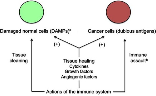 Figure 2 Apparent conflicting actions of the immune system on cancer cells.Notes: Cancer tissue conveniently takes advantage of the physiological, immune-related healing mechanisms and improves its growth potential this way. Moreover, cancer cells induce a trophoblastic-like immune tolerance limiting the immune destructive action against them. aFor example, wounds or invasion of endometrium by trophoblast. bLimited by trophoblastic-like immune tolerance.