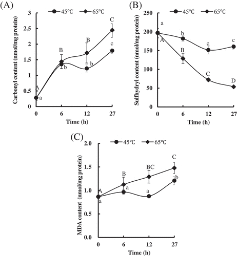 Figure 3. Changes in oxidation in Patinopecten yessoensis adductor muscle (PYAM) during the heat treatment of 45°C and 65°C. (A) Carbonyl content; (B) total sulfhydryl group content; (C) MDA content. They were detected by a spectrophotometry. Data is reported as mean ± SD based on three replicates. Different letters indicated significant differences (p < 0.05).