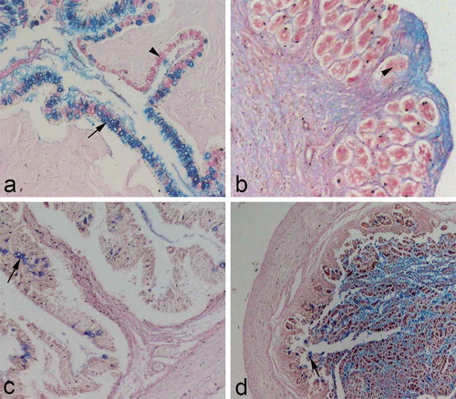 Figure 2. (a) Transverse section through the oesophageal mucosa; goblet cells containing acidic mucins (arrow); goblet cells containing neutral mucins (arrowhead); Alcian blue/PAS, ×100. (b) Transverse section through the stomach mucosa: glands in the lamina propria containing neutral glycosaminoglycans; note the surrounding tissue stained blue (positively to acidic glycosaminoglycans); Alcian blue/PAS, ×100. (c) Transverse section through the mucosa of the anterior intestine: sporadic goblet cells stained positively to acid mucins (arrow); Alcian blue/PAS, ×100. (d) Transverse section through the posterior intestine: sporadic goblet cells stained positively to acidic mucins (arrow); Alcian blue/PAS, ×40.