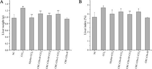 Figure 6. Effects of CRC-CDs on liver weight (A) and liver index (B) in mice with carbon tetrachloride-induced liver fibrosis. Mice were assigned into seven groups, namely normal control group (NC), CCl4 group (CCl4), silybin + CCl4 group (silybin + CCl4), high dose of CRC-CDs + CCl4 group (CRC-CDs-H + CCl4, 9.33 mg/kg), medium dose of CRC-CDs + CCl4 group (CRC-CDs-M + CCl4, 4.67 mg/kg), low dose of CRC-CDs + CCl4 group (CRC-CDs-L + CCl4, 2.34 mg/kg) and high dose of CRC-CDs group (CRC-CDs-H, 9.33 mg/kg). data were expressed as means ± standard deviation. #p < 0.05 and ##p < 0.01 vs. normal control group, *p < 0.05 and **p < 0.01 vs. CCl4 group.