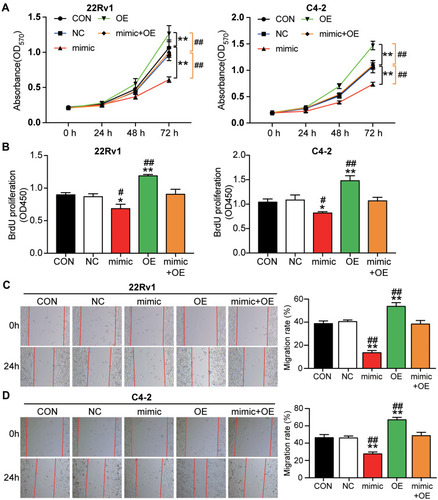 Figure 4 RGS17 reversed the effect of miR-149-5p on cell viability, cell proliferation, and cell migration in C4-2 and 22Rv1 cells. (A) Overexpression of RGS17 signiﬁcantly reversed the inhibitory effect of miR-149-5p on cell viability in 22Rv1 and C4-2 cells. The cell viability was detected by MTT assay. (B) Overexpression of RGS17 signiﬁcantly reversed the inhibitory effect of miR-149-5p on cells proliferation in 22Rv1 and C4-2 cells. The BrdU proliferation assay was used to detect the cell proliferation. (C) Overexpression of RGS17 signiﬁcantly reversed the inhibitory effect of miR-149-5p on cell migration in 22Rv1. Cell migration was detected using the wound healing assay. (D) Overexpression of RGS17 signiﬁcantly reversed the inhibitory effect of miR-149-5p on cell migration in C4-2 cells. Cell migration was detected using the wound healing assay. CON, the cells in the control group were cultured as normal. NC, the cells in the NC group were transfected with negative control for 48 h. Mimic, the cells in the mimic group were transfected with miR-149-5p mimic for 48 h. OE, the cells in the OE group were transfected with RGS17 overexpression vectors for 48 h. Mimic+OE, the cells in the mimic+OE group were co-transfected with miR-149-5p mimic and RGS17 overexpression vectors for 48 h. *P<0.05, **P < 0.001 versus control. #P<0.05, ##P < 0.001 versus mimic+OE group. One-way ANOVA was used for the difference analysis in panel B-D, and Two-way ANOVA as used for the difference analysis in panel A.