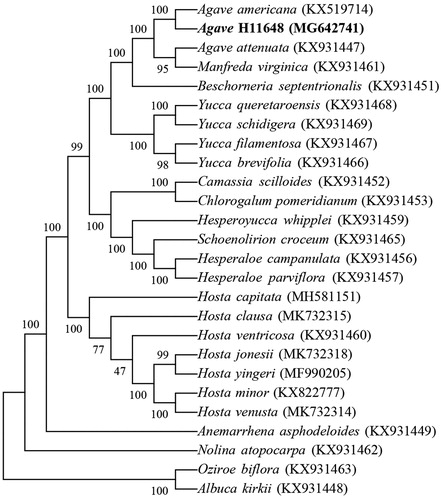 Figure 1. Phylogenetic tree of 26 chloroplast genomes.