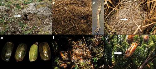 Figure 5. Sites of interes registered for Thomasomys paramorum in Ecuadorean páramo. A. Nest under Azorella pedunculata. B. Internal content of nests, peat of vegetation of bark, and vegetal fibers is observed. C. Unidentified rodent bone found in nest. D. Shelter among tuft of Calamagrostis intermedia feces are observed. E. Remains of melolontin beetles found in shelters during the trail. F. Feeder type under C. jussieui shrub. G. Flowers of C. jussieui gnawed from a live plant.