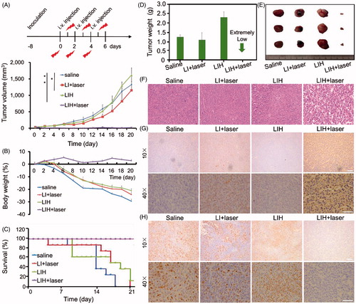 Figure 6. In vivo enhanced PDT with LIH. (A) Schematic of the time course of the efficacy study. Tumors growth curves for the mice bearing CT-26 tumors after being treated with saline, LI plus laser, LIH, and LIH plus laser. The tumors were irradiated by NIR laser at 24 h after intravenous injection (808 nm, 1.5 W/cm2, and 3 min). (B) Change of mice body weight noted within 19 days . (C) Survival rates of mice within 21 days. (D) Average tumor weight after treatment. (E) Representative tumor image of various groups. (F) Histological observation of tumor tissues via H&E staining. Scale bars, 50 μm. (G) Detection of PDT-induced apoptosis in tumor tissues with TUNEL staining assay. Blue signal: cell nucleus; green signal: apoptotic cells. Scale bars, 50 (10×) and 100 μm (40×). (H) Detection of proliferation in tumor tissues with Ki67 staining assay. Blue signal: cell nucleus; green signal: proliferative cells. Scale bars, 50 (10×) and 100 μm (40×).