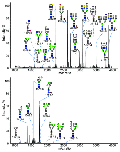 Figure 2. MALDI-TOF mass spectrometry analysis of N-glycan profile from purified EPO-Fc fusion protein transiently produced in CHO-K1 cells (top) and CHO-gmt4 cells (bottom). Red diamonds, sialic acid; yellow circles, galactose N-acetylglucosamine; blue squares, mannose; red triangles, fucose.