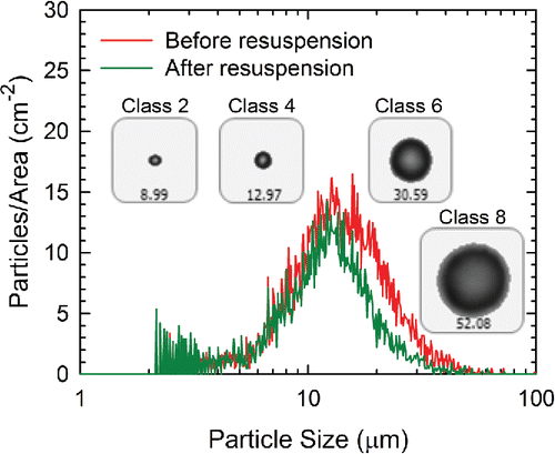 Figure 3. The particle size distribution of the PE spheres on a glass surface before and after a resuspension experiment. The images correspond to typical Classes 2, 4, 6, and 8 PE particles.