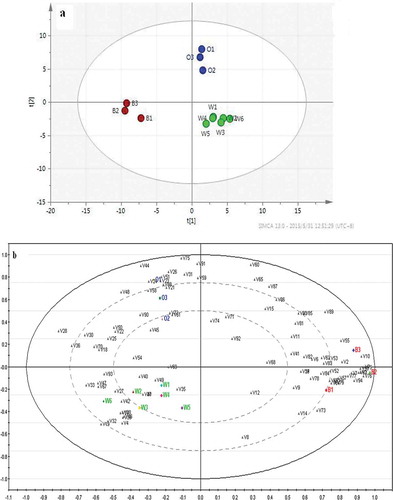 Figure 4. PCA biplot of score values and major loading values (a, score plot; b, score and loading plots of triplicate results). O, ordinary green tea; B, black tea; W, Wujiatai green tea.Figura 4. Diagrama de dispersión biespacial PCA de los resultados y los principales valores de carga (a, gráfico de resultados; b, resultados y gráficos de carga de los resultados triplicados), O representa el té verde normal, B representa el té negro normal y W representa el té verde Wujiatai.