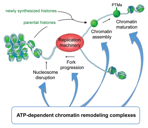 Figure 1 ATP-dependent chromatin remodeling complexes play important roles during all steps of replication: they facilitate the disassembly of nucleosomes ahead of the replication fork, efficient progression of replication, subsequent proper assembly of chromatin onto newly synthesized DNA, the copying of epigenetic information onto the replicated chromatin (PTM: post-translational modification) as well as the repair of DNA during replication.