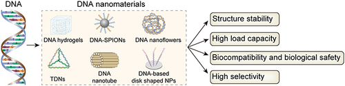 Figure 2 Biological properties of DNA nanomaterials. DNA- SPIONs, DNA superparamagnetic iron oxide nanoparticles.