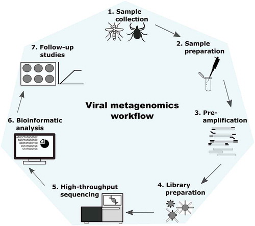 Figure 3. General workflow of viral metagenomics. Most viral metagenomics studies includes the following steps: sample preparation, sequence-independent amplification, high-throughput sequencing, bioinformatics in order to identify the viruses present in the samples.