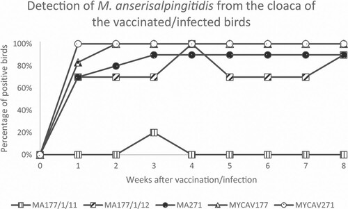 Figure 1. Percentage of M. anserisalpingitidis-positive birds at 1–8 weeks post-vaccination by the ts+ clone MA177/1/11, MA177/1/12 and MA271, and post-infection by the parent strains MYCAV177 and MYCAV271 by PCR and/or isolation from cloacal swab samples.