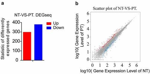 Figure 1. Summary of DEGs by RNA-seq. (a) X axis represents comparison method between each group. Y axis represents DEG numbers. Red color represents up-regulated DEGs. Blue color represents down-regulated DEGs. (b) Scatter plot of DEGs. X Y axis represents log10 transformed gene expression level, red color represents the up-regulated genes, blue color represents the down-regulated genes, gray color represents the non-DEGs