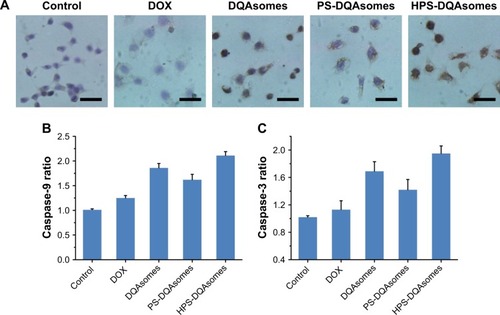 Figure 7 (A) Immunocytochemical staining images of cytochrome C translocated from mitochondria to cytosol. Brown and blue pixel dots represent cytochrome C and nuclei, respectively. Scale bars represent 100 μm. (B) Caspase-9 and (C) caspase-3 activities’ measurement of different formulations. Data were presented as mean ± SD (n=3).Abbreviations: DOX, doxorubicin; DQA, dequalinium; HPS, HER-2 peptide-PEG2000-Schiff base.