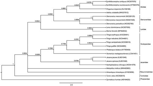 Figure 1. Phylogenetic relationships among 12 concatenated mitochondrial protein-coding genes, without ND6 sequences of 21 mitochondrial genomes, including Syrmaticus humiae as the outgroup, using Bayesian inference analysis. The complete mitochondrial genome sequence was downloaded from GenBank. Accession numbers are indicated in parentheses after the scientific names of each species. Support values at each node are Bayesian posterior probabilities, while branches length represents the number of nucleotide substitutions per site.