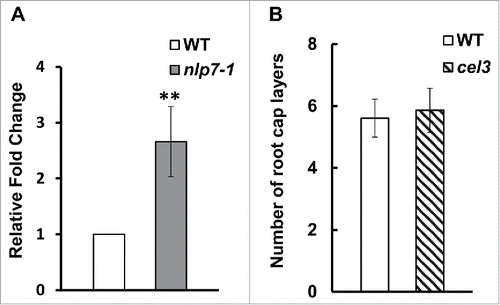 Figure 3. CEL3 is expression is upregulated in nlp7-1 mutant but mutations in CEL3 do not lead to a sticky root cap layer phenotype. (A) Quantitative PCR showing upregulation of CEL3 in nlp7-1 mutant. Error bars show standard deviation between three independent biological replicates. P < 0.05, (B) Number of root cap layers from columella initials to the last layer of border like cells. No significant difference was observed in the number of root cap layers between WT and the cel3-1 mutant. N = 20 roots per genotype.