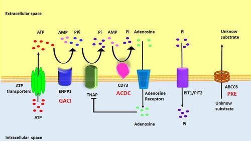 Figure 1 Overview of Rare Monogenic Diseases with Vascular Calcification Due to Mutation of the Purine Metabolism Pathway. ATP gains access via ATP transporters into extracellular space, where it is hydrolyzed by ENPP1 into AMP and PPi. AMP is then hydrolyzed by CD73 into adenosine and Pi while PPi is hydrolyzed by TNAP into inorganic phosphate. PiT1/2 (Na+-dependent Pi cotransporter) mediates cellular Pi uptake and transport into the cell. PPi is a potent inhibitor of calcification. Adenosine can interact with adenosine receptors and suppress TNAP expression, as well as have various effects based on specific receptors. The specific substrate for ABCC6 has yet to be identified. ENPP1, CD73, and ABCC6 deficiencies drive the molecular pathophysiology of several monogenic diseases associated with arterial calcification (GACI, ACDC, and PXE). Reproduced with permission from Cudrici CD et al.Citation33