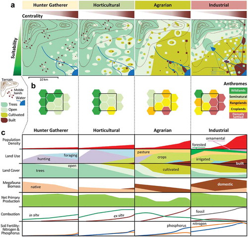 Figure 2. Anthrosequence in a stylized temperate woodland biome illustrating conceptual relationships among society types and social centrality and their interactions with land suitability for agriculture and settlements in shaping the spatial patterning of human populations, land use and land cover, and their ecological consequences. Settlement patterns are drawn to allow interpretation as a chronosequence of societies from left to right, however, alternate transitions are also likely, for example, from hunter gatherer to industrial. (a) Anthropogenic transformation of landscapes under different sociocultural systems (top) relative to spatial variations in social centrality (horizontal axis; same for all charts below) and land suitability (vertical axis). Landscape legend is at far left. (b) Anthrome level patterns across regional landscapes (black box frames landscape in (a)). (c) Variations in human population densities and relative land-use and land cover areas (white = no human use of any kind; ornamental land use = parks, yards), relative megafauna populations in terms of biomass (not including humans; native and domesticated), and relative variations in ecosystem processes, including net primary production, combustion of biomass in situ (natural fires, unintended anthropogenic fires, and intended fires, e.g. land clearing), ex situ (hearth fires, cooking, heating), and fossil fuels, and soil fertility in terms of reactive nitrogen and available soil phosphorus. Based on Figure 5 in Ellis (Citation2015).