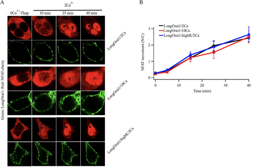 FIG 6 Altering Ca2+-dependent fast inactivation has little effect on NFAT nuclear translocation. (A) Images compare nuclear translocation of NFAT1-cherry in Orai triple knock out HEK293 cells expressing the long form of Orai1, under conditions where the rate and extent of fast inactivation is altered. The short form of Orai1 does not interact with AKAP79 and hence does not cause nuclear translocation of NFAT1 (Citation21). (B) Aggregate data from several experiments as in panel (A) are compared. Each point is the mean of 11–13 cells.