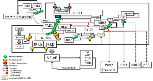 Figure 7 In the case of hypothetical loss of IKKβ-mediated Ser568 phosphorylation, CYLD behaves as an oncoprotein, keeping its scaffolding activity. Here, some of the important cyclical activities that can lead to cell transformation due to the loss of CYLD DUB activity are summarized: i) uncontrolled NF-κB activation due to positive feedback regulation; ii) RIPK1 kinase activity-dependent and -independent resistance to apoptosis; iii) IKKϵ- and TBK1-stimulated increased Akt and mTOR signaling; iv) LUBAC-induced increased secretion of IL-1β; v) Bcl3-driven increased transcriptional activity; vi) NRF2-driven increased transcriptional activity; vii) increased Wnt-β-catenin signaling; viii) loss of p53-mediated transcriptional activity; ix) MIB2-c-FLIPL-mediated caspase 8 inhibition; x) Increased Akt-mTOR signaling; xi) increased IL-1β secretion.