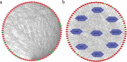 Figure 3. (a) PPI networks among 96 screened EAGs. (b) Upstream TF-EAGs regulatory networks. Green nodes represent down-regulated genes, while red nodes represent up-regulated genes. PPI: protein-protein interaction; TF: transcription factor.