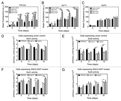 Figure 5. Superoxide anion accumulation under SNCA-induced toxicity is decreased in cells with impaired mitophagy. During chronological life span of (A) wild-type, (B) atg11Δ and (C) atg32Δ cells, expressing the vector control, the SNCA WT, the A53T or the A30P mutant forms under the control of the constitutive TPI1 promoter, the accumulation of superoxide anion was evaluated by flow cytometry, using the fluorescent probe dihydroethidium (DHE). The error bars represent the standard error of the mean (SEM). (D–G) Superoxide dismutase activity was analyzed in native gels. Bands corresponding to Sod1 activity of cells expressing vector control (D) or SNCA A53T mutant (F) and Sod2 activity of cells expressing vector control (E) or SNCA A53T mutant (G) were measured with a densitometer and the relative intensities calculated (Quantity One software, BioRad). Values indicate mean ± SEM from three independent experiments. Significance of the values between yeast strains was determined by two-way ANOVA (*p < 0.05; **p < 0.01; ***p < 0.001).