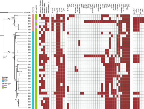 Figure 1 Phylogenetic tree of MDR-Kp strains. Brown: positive. Green: hospital-acquired infection. Purple: community-acquired infection. Blue: KL47. Pink: KL64. Hypervirulent phenotype: G mellonella mortality is not lower than the reference strain (K1-hvKp) at 48 h.