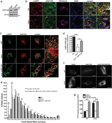 Figure 7. UNC13D but not the STX7-binding-deficient mutant UNC13D-C2AC2B rescues the endosomal defective phenotype in cystinosin-deficient (ctns−/-) cells. (a) UNC13D expression in ctns−/- cells. The expression level of UNC13D in WT and ctns−/- MEFs were analyzed by Western blot. (b) Immunofluorescence analysis of WT and ctns−/- mouse kidney proximal tubule cells, identified by the expression of the apical receptor LRP2/megalin, and showing the distribution of endogenous LAMP1 and UNC13D. Scale bar: 20 µm. (c) Localization of UNC13D in WT and ctns−/- cells. Confocal microscopy analysis of the distribution of endogenous LAMP1 and UNC13D in WT, ctns−/- and ctns−/- MEFs expressing mCherry-UNC13D was performed as described in Material and Methods. Scale bar: 20 µm. The arrows indicate that UNC13D localizes at LAMP1-positive structures. (d) Quantitative analysis of the colocalization of LAMP1 and UNC13D in WT, ctns−/- and ctns−/-+UNC13D MEFs. Data are presented as mean ± SEM, n = 15. **p < 0.01 and ***p < 0.001. (e) Vesicular dynamics analysis of acidic endolysosomes in WT and ctns−/- cells was performed using pseudo-TIRFM. The histograms represent the track speeds of LysoTracker-labeled vesicles in WT (black bars), ctns−/- (white bars) and ctns−/- MEFs expressing mCherry-UNC13D (gray bars). The speeds of the independent vesicles were binned in 0.02 µm/s increments and plotted as a percentage of total vesicles for a given cell. Results are represented as mean ± SEM from at least 20 cells. The statistical significant differences between the groups are indicated in the figure. Student’s t-test. (f) Analysis of endosomal cargo processing in WT and ctns−/- cells. WT and ctns−/- MEFs were mock-transfected or transfected with vectors for the expression of mCherry-UNC13D or the calcium/STX7-binding-defective mutant mCherry-UNC13D-C2AC2B (described in Figure 2). The cells were used in dextran processing assays as described under Materials and Methods. Representative images of accumulated FITC-dextran in the cells are shown. Scale bar: 20 µm. (g) Quantitative analysis of fluorescent FITC-dextran represented as Mean ± SEM. At least 60 cells from 3 independent experiments were analyzed. ***p < 0.001, Student’s t-test. RFU, Relative Fluorescence Units.