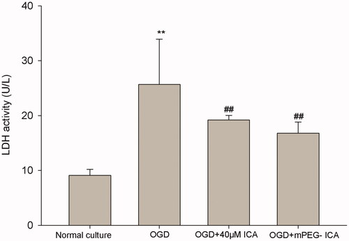 Figure 8. LDH releases in OGD-induced H9c2 cells. Data are mean ± SD. **p < 0.01 vs normal culture; ##p < 0.01 vs OGD.