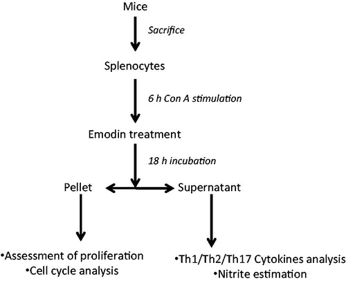 Figure 2. Experimental design.