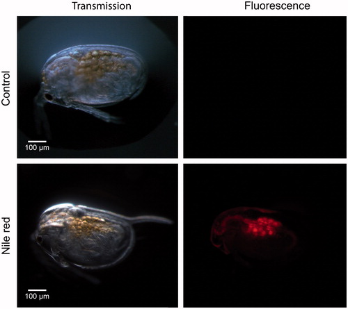 Figure 4. Representative fluorescence microscopy images of neonate Daphnia magna. The yellowish droplets in the central part of the body are fat droplets, as confirmed by staining animals with the lipophilic dye Nile red (bottom picture). DsRED filter exposure settings were an exposure duration of 448.9 ms, a gain of 2.0 and a gamma of 0.6.
