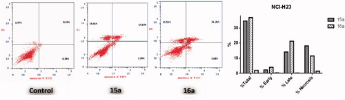 Figure 4. Effect of 3-(morpholinomethyl)benzofuran derivatives 15a and 16a on the percentage of annexin V-FITC-positive staining in Non-small cell lung cancer NCI-H23 cells.