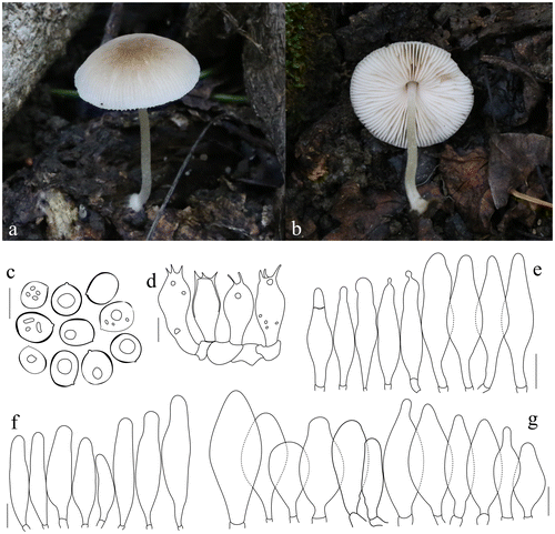 Figure 4. Pluteus semibulbosus. (a, b) Basidiomata. (c) Basidiospores. (d) Basidia. (e) Pleurocystidia. (f) Pileipellis elements. (g) Cheilocystidia. Scale bars 10 μm. All drawings from the specimen no. 430 (OKA) (photo and line drawings by O. Kaygusuz).