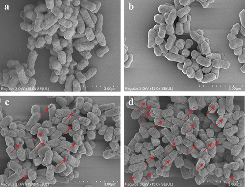 Figure 3. SEM micrographs of E. coli O157:H7 cells with or without exposure to DBD plasma at a power of 18 W for 0 s (a), 20 s (b), 40 s (c), and 60 s (d), respectively. The red arrows represent the obvious changes in cellular morphology.