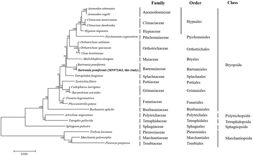 Figure 1. Phylogenetic position of B. pomiformis determined by Maximum likelihood methods based on combined analysis with amino acids sequences of 33 mitochondrial genes common in all taxa. The bootstrap values (1000) are presented near the corresponding branch. Branches that were supported by above 50% bootstrap values are indicated by bold lines. Sequences from Marchantiopsida were used as outgroup. GenBank accession numbers of mitogenomes used are Anomodon attenuatus (NC_021931), Anomodon rugelii (NC_016121), Atrichum angustatum (NC_024520), Bartramia pomiformis (NC_024519), Buxbaumia aphylla (NC_024518), Climacium americanum (NC_024515), Climacium dendroides (MN942036), Codriophorus laevigatus (NC_025931), Funaria hygrometrica (NC_024523), Hypnum imponens (NC_024516), Marchantia polymorpha (NC_001660), Mielichhoferia elongate (NC_036945), Orthotrichum speciosum (NC_026121), Orthotrichum stellatum (NC_024522), Physcomitrella patens (NC_007945), Pleurozia purpurea (NC_013444), Ptychomnion cygnisetum (NC_024514), Racomitrium ericoides (NC_026540), Sphagnum palustre (NC_024521), Syntrichia filaris (KP984758), Tetraphis pellucida (NC_024290), Tetraplodon fuegianus (NC_028191), Treubia lacunosa (NC_016122), and Ulota hutchinsiae (NC_024517).