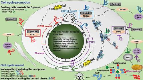 Figure 4. Pro-viral roles of cell cycle alteration during virus infection. Three types of cell cycle arrests exist to favor viral replication in response to DNA damage or other environmental changes for the sake of accurate genetic material passaging, i.e. G2/M (red), G1/S (purple), G0/G1 (blue). Cell cycle arrest plays four pro-viral roles. 1) Reducing immune response. 2) Preventing cell early death. 3) Modulating the expression of viral/cellular genes critical for their life cycle completion. 4) Pushing cells to the phase that provides optimal conditions for virus replication. Cell cycle arrest can be caused by 1) incapable of passing through the checkpoint and entering the next phase or 2) being attracted in or not capable of exiting the current phase. Viruses have developed three strategies to make cells “incapable of passing through the checkpoint”: ①Inhibiting CDK. Some viruses produce proteins to activate CDK inhibitors. ②Inhibiting cyclin. Some viral proteins interact with cyclins. ③Inhibiting CDK/cyclin complex. Some viruses block nuclear transportation or accumulation of CDK-cyclin complexes. Cell cycle promotion (green) typically pushes cells toward the S phase that provides optimal conditions for virus replication through inhibiting pRb and TP53 signalings