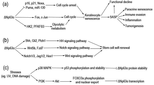 Figure 1. Pathways through which ΔNp63α regulates keratinocyte senescence and ΔNp63α is regulated. (a) ΔNp63α regulates transcription of diverse genes involved in cell cycle. Consequently, keratinocyte senescence and its detrimental outcomes are prevented. (b) ΔNp63α transactivates multiple genes to activate Hh, Notch, and Wnt signaling pathways. In turn, stem cell self-renewal is maintained. (c) Various stresses can stimulate p38 MAPK or PI3K/Akt pathways, resulting in downregulation of ΔNp63α at the mRNA or protein level.